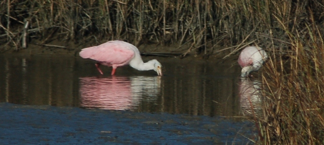 spoonbills